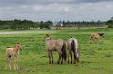 01 Oostvaardersplassen, konikpaarden